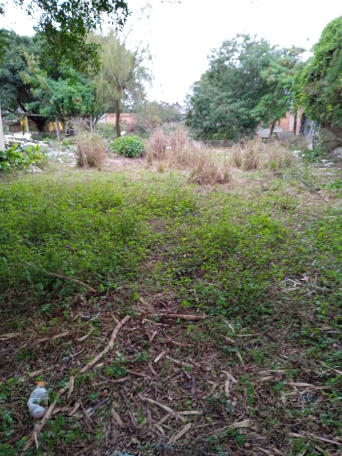 Terreno, 300 hectares - Foto 2